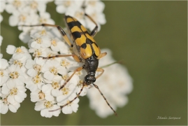 <p>TESAŘÍK SKVRNITÝ (Leptura maculata) --- /Spotted longhorn – Gefleckter Schmalbock/</p>